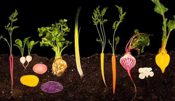 高清图:电子游戏下的食物 带来艺术性的冲击感