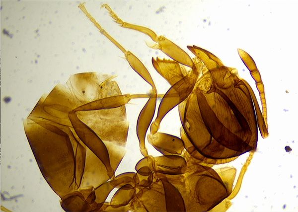 光学电子游戏的分辨率与显微技术生物学的作用